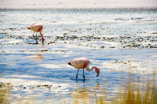 Flamingos eating in the laguna