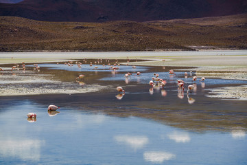 Flamingos eating in a laguna at the national park, Uyuni, Bolivia