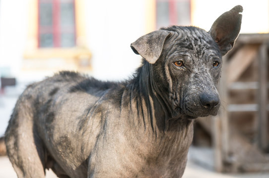 Dirty Stray Dog Contracted Leprosy Standing