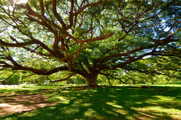 Fototapeta premium big tree