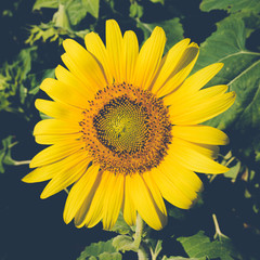Obraz premium Sunflower field