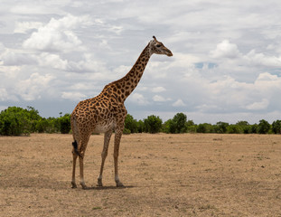 Giraffe standing in the Masai Mara with blue cloudy sky background