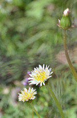 白いたんぽぽの花