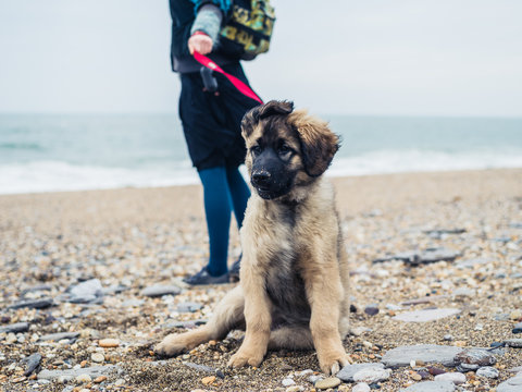 Woman walking Leonberger puppy on the beach