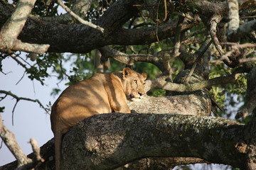 Naklejka na ściany i meble female lion on tree wild dangerous mammal africa savannah Kenya