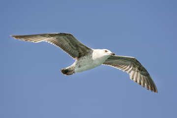 Obraz premium Flying Seagull