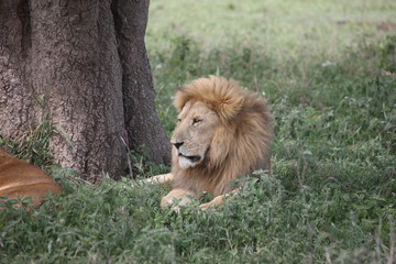 Obraz na płótnie Canvas male lion wild dangerous mammal africa savannah Kenya