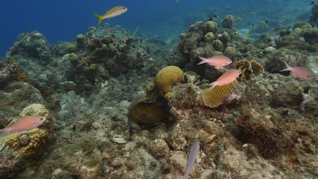 Unterwasser - Riff - Fisch - Kaiserfisch - Tauchen - Curacao - Karibik - 4K