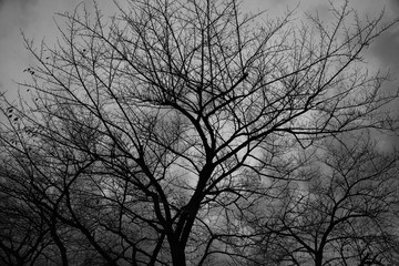 view of branch tree with black and white process