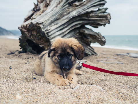 Young Leonberger puppy on the beach by tree trunk
