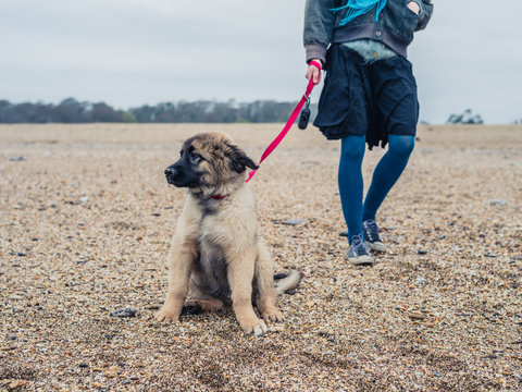Woman walking Leonberger puppy on beach