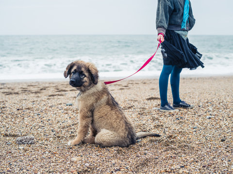 Woman walking Leonberger puppy on beach