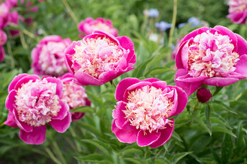 
Flowers Pink Peonies
