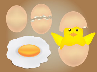 Egg and chick vector
