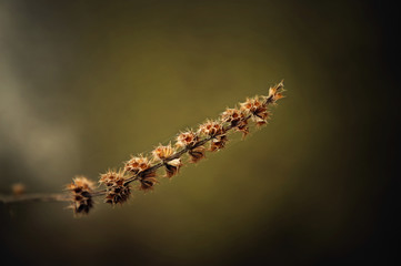 Dissolve kidney pears. Spring