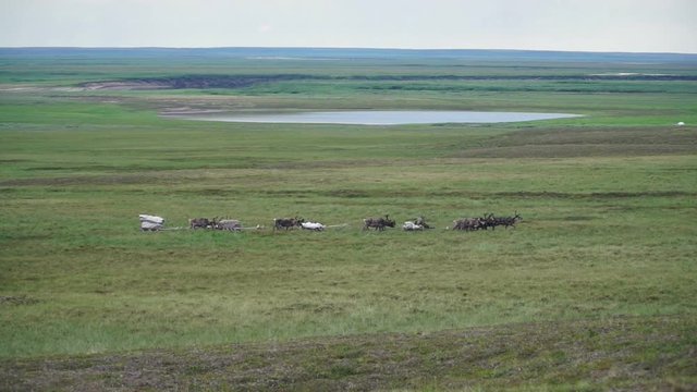 Reindeer caravan goes on the tundra. The Yamal Peninsula.