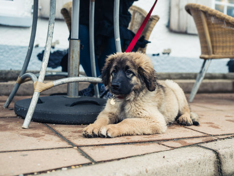 Leonberger puppy under table at cafe outside