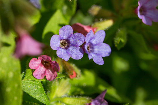 Lungenkraut im Fr&uuml;hling