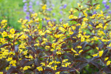 Flowers loosestrife. Lysimachia ciliate