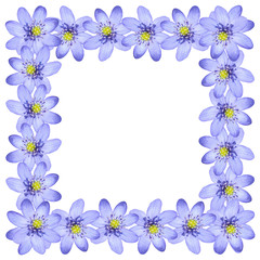 Floral background. The first spring flowers. Blue snowdrop 