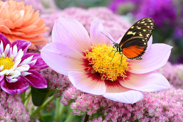 Schmetterling 209 © K.-U. Häßler