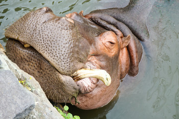 The old hippopotamus in Beppu Japan