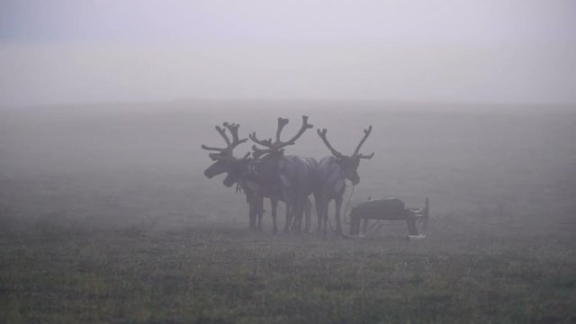 Deers in mist. Tundra, polar day.