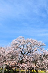 Fototapeta premium 狩宿の下馬桜