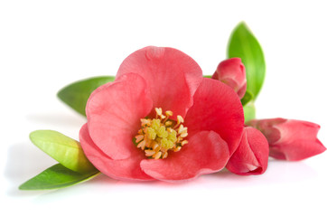 beautiful pink flower with buds on white background