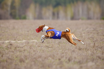 Obraz premium Coursing, passion and speed. Dogs Basenji running