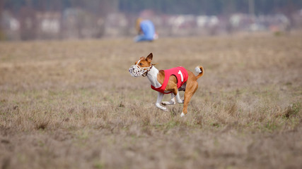 Coursing, passion and speed. Dogs Basenji running