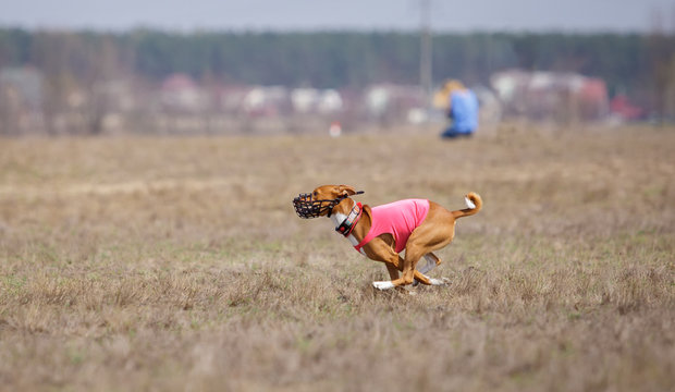 Coursing, passion and speed. Dogs Basenji running