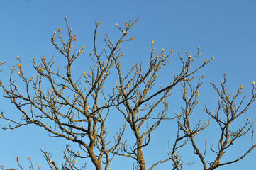 Magnolia tree branches