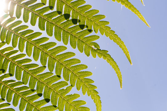 foglie felci in controluce 