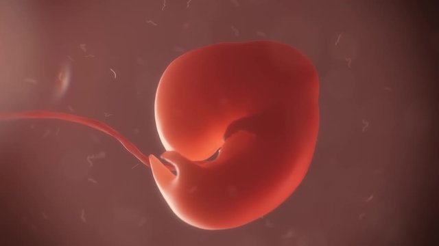 embryo timelapse of born 