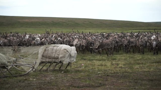 A herd of deer in the tundra. The Yamal Peninsula. 
