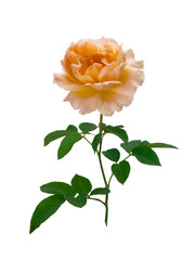 Obraz premium Delicate peach-colored rose
