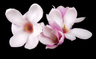 Blooming magnolia  flowers