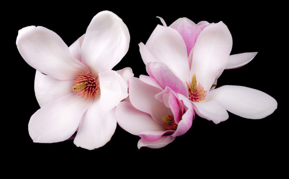 Fototapeta Blooming magnolia  flowers