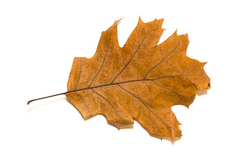 Dry autumn oak leaf on  over white