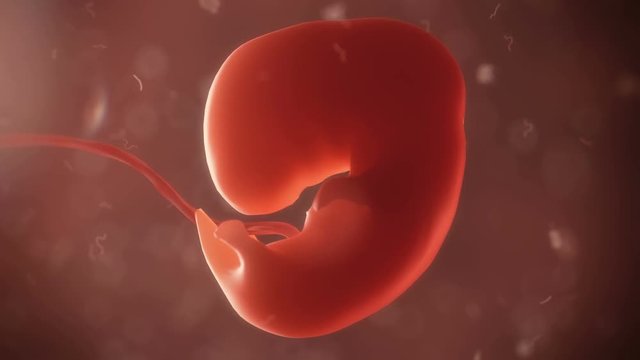 embryo timelapse of born 
