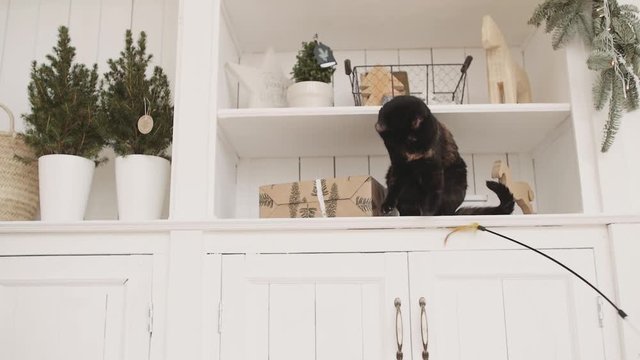 Christmas cat sits and playing on a shelf. Handheld