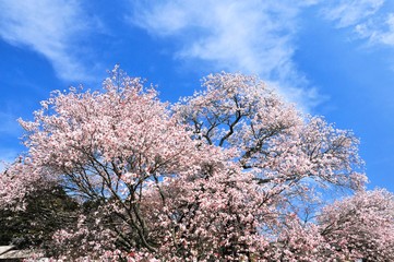 狩宿の下馬桜