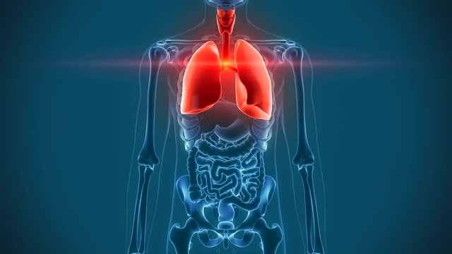 internal organs - lungs pain