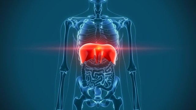 organs pain