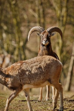 big european mouflon on the grassland/big european mouflon on the grassland of czech republic