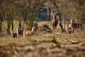 european mouflon on the grassland/european mouflon on the grassland of czech republic