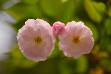 八重に咲く桜
ソメイヨシノに遅れて咲く八重桜、花のぽっちゃり感が何とも愛らしい。