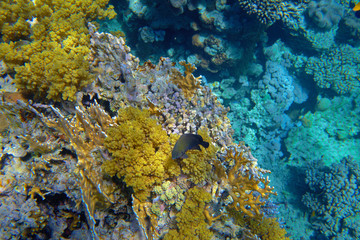 coral reef