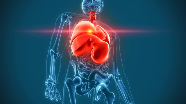 organs pain